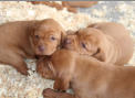 Die Welpen mit 3 Wochen