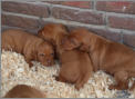 Die Welpen mit 3 Wochen