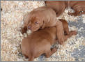 Die Welpen mit 3 Wochen
