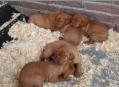 Die Welpen mit 3 Wochen