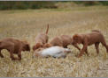 Die Welpen mit 8 Wochen