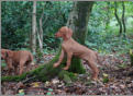 Die Welpen mit 8 Wochen