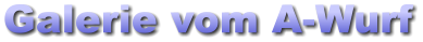 Galerie vom A-Wurf