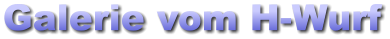 Galerie vom H-Wurf