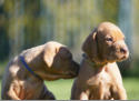 Die Welpen mit vier Wochen