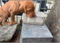 Die Welpen mit f�nf Wochen