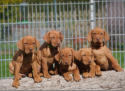Die Welpen mit sechs Wochen