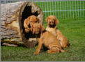Die Welpen mit sechs Wochen